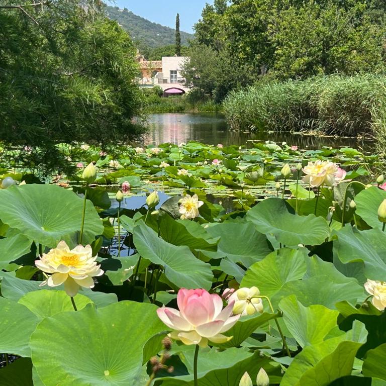 Villa de la Pinède - Villa de 3 dormitorios - 59