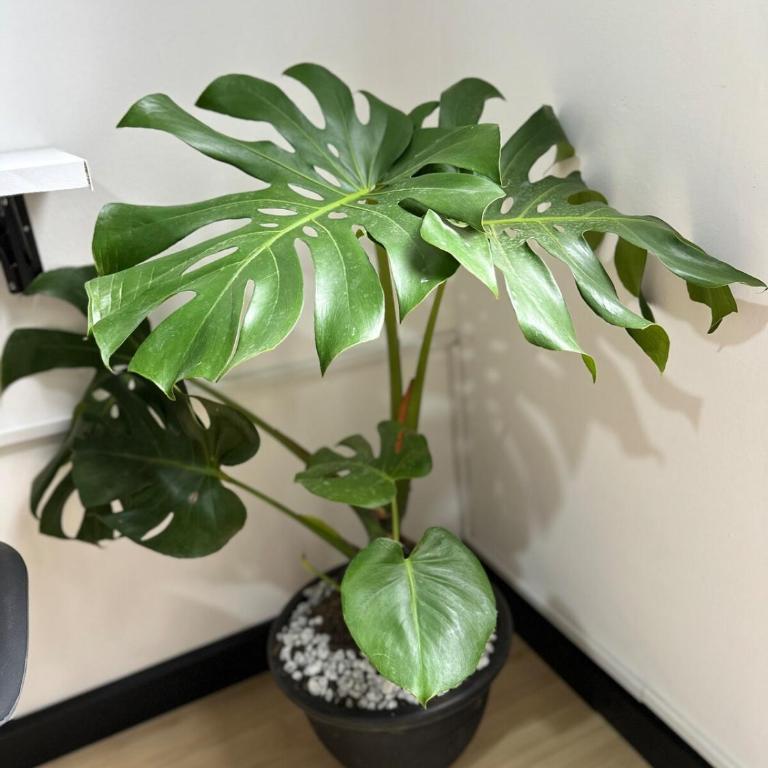Habitación cerca al aeropuerto en apartamento compartido - Apartamento de 1 dormitorio - 6