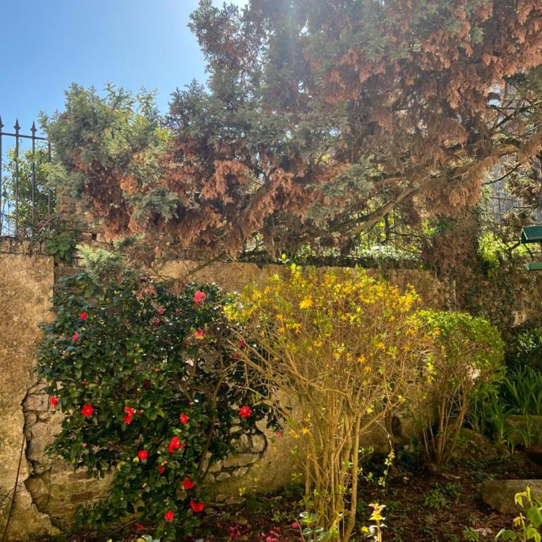 Le Petit Paradis - Appartement - Vue sur Jardin - 28