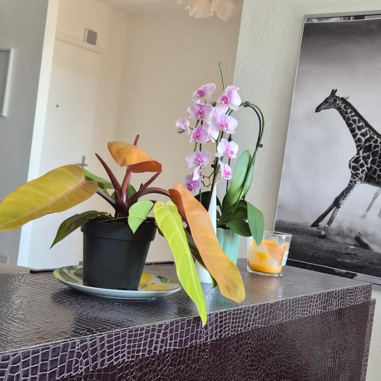 Sunny Terrace Oasis with Mont Blanc View in Central Geneva - Appartement 2 Chambres - 6