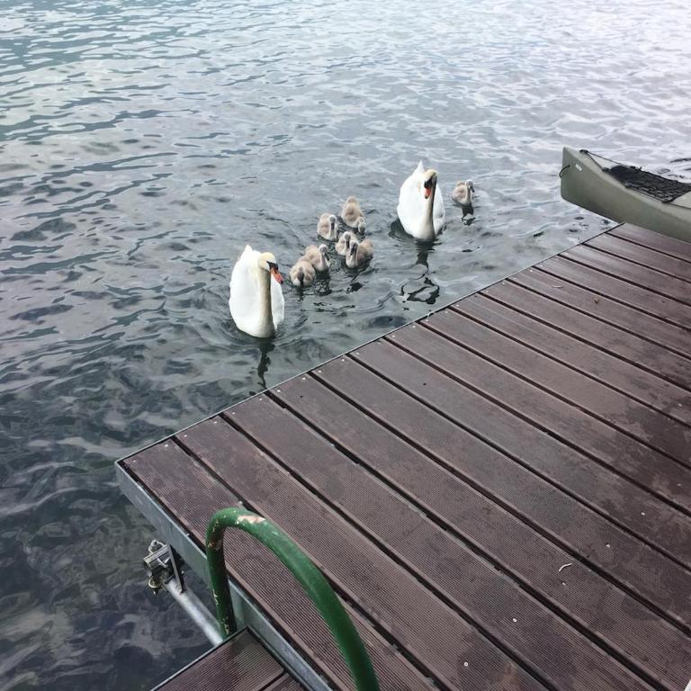 Charming house with private dock on Lake Como III - Appartamento con 1 Camera da Letto - 28