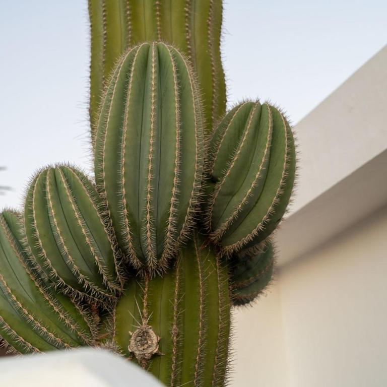 SAGUARO by Buenavilla - Bungalow - 17