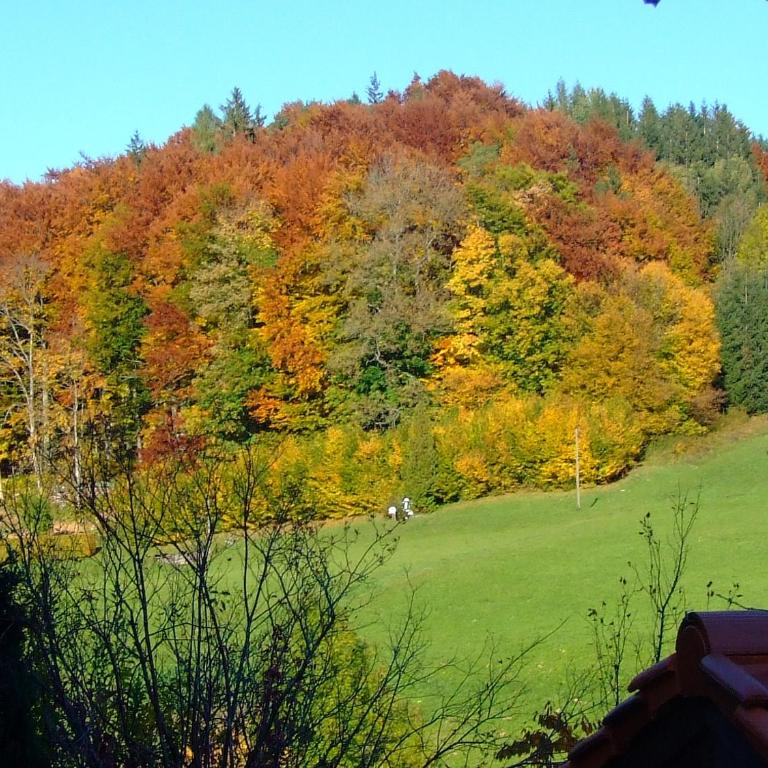 Lehnhäusl Aschauer - Doppelzimmer mit Bergblick - 7