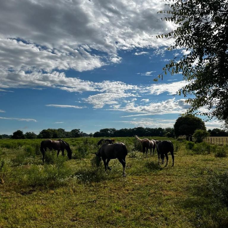 Amambay Casa de Campo y Arte en Areco - Casa de 6 dormitorios - 11