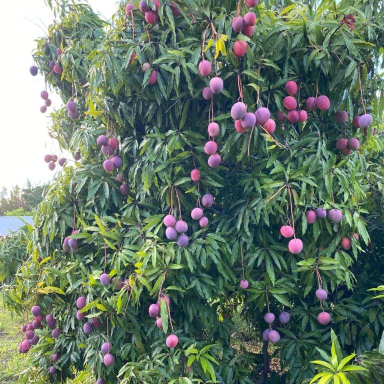 Merahi House - Apartamento de 3 dormitorios - 30