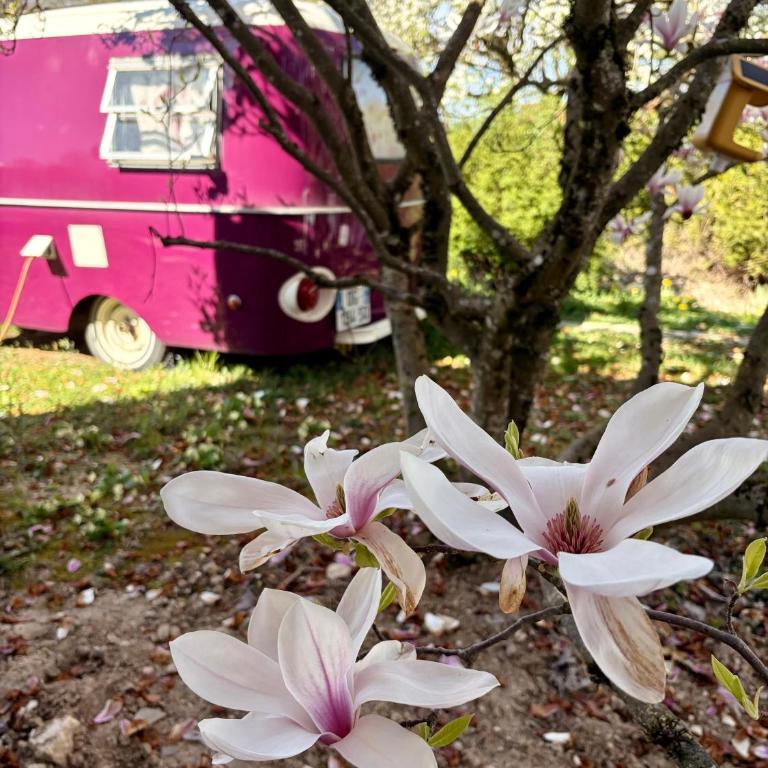 Salève Glamping - Tente - 1