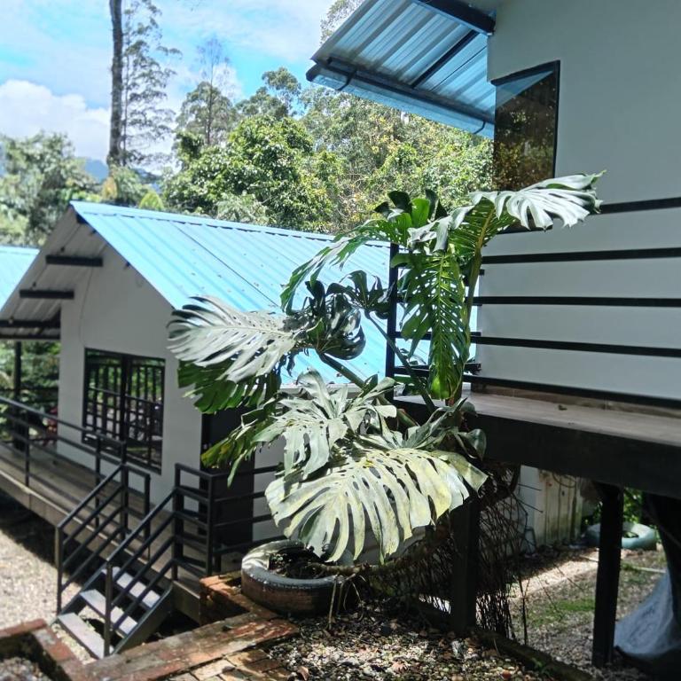Cabañas Bosque Encanto - Jacuzzi - One-Bedroom Apartment - 11