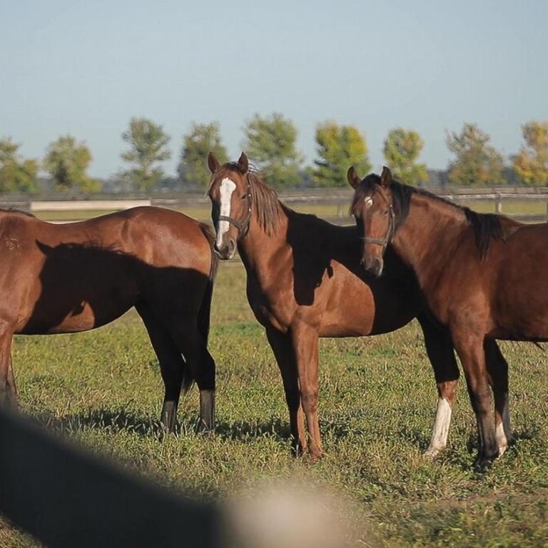 Exclusive & Unique StudFarm All Inclusive One hour from Palermo BA - Villa de 2 dormitorios - 8
