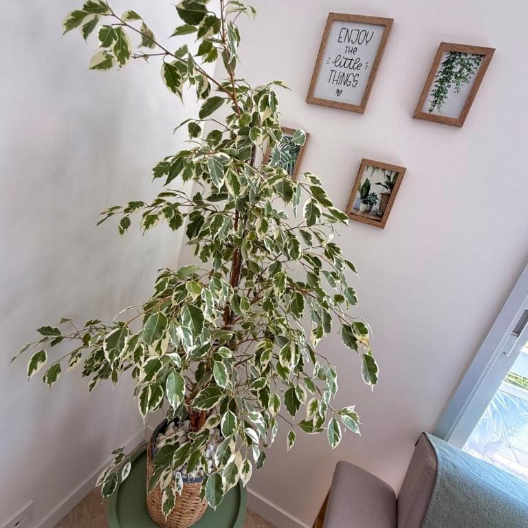 JUAN-LES-PINS apartment Sleeps 2 - Apartment - 9