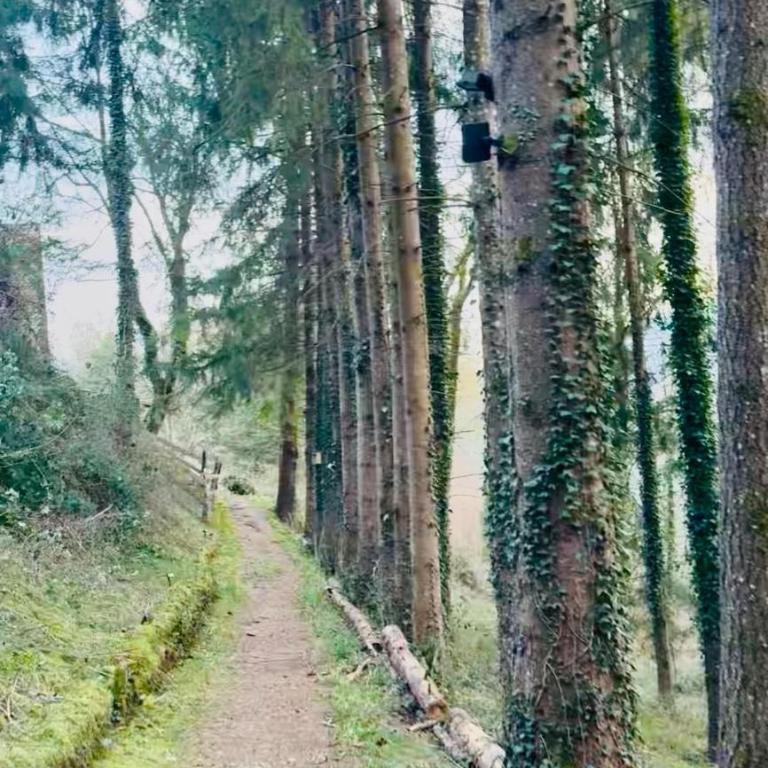 Typical and lovely house in a forest - Maison 2 Chambres - 38