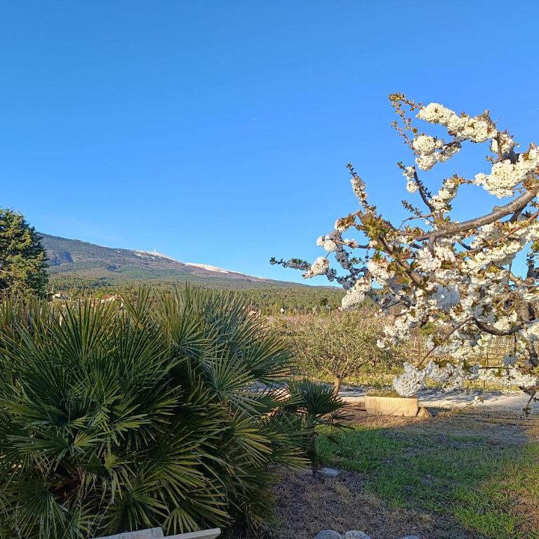 Maison de Vacances Au Pied du Mont Ventoux - Maison 3 Chambres - 5