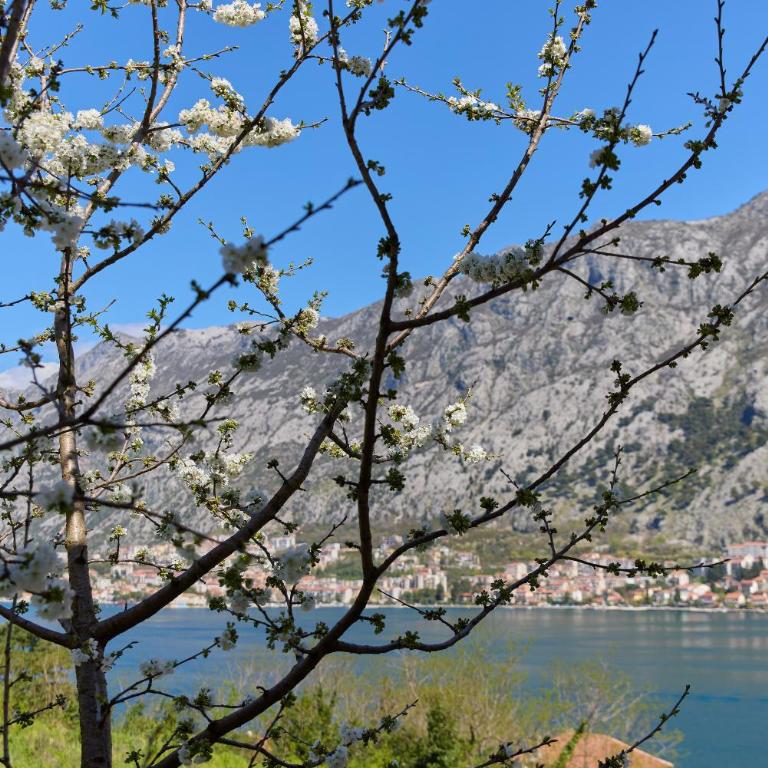 Kotor Vista Tranquil Seaview by MN Property - Apartman sa 2 Spavaće Sobe - 25