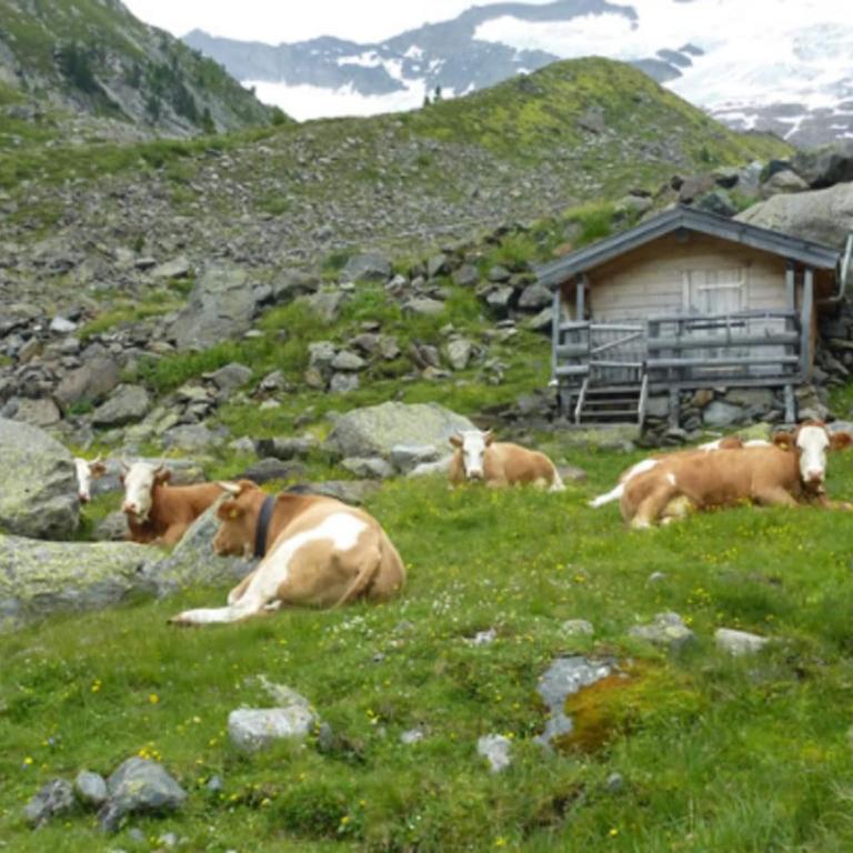 Apartment in a quiet location near Wildkogel Arena - Apartment mit 2 Schlafzimmern - 20
