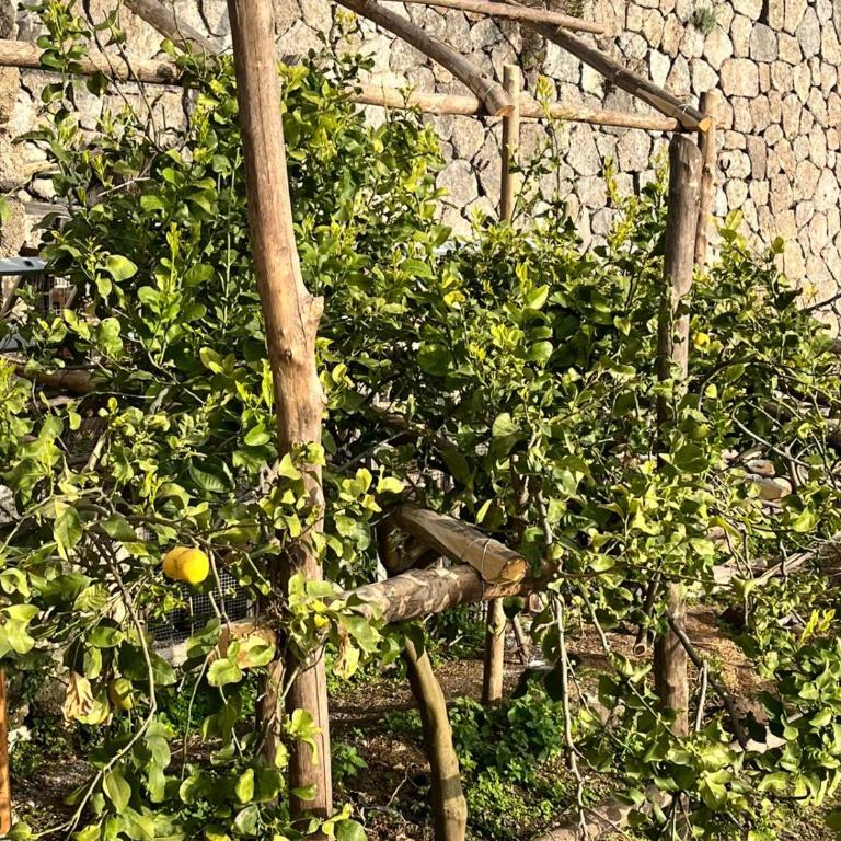 Villa Adelina - Amalfi Coast - Casa con 2 Camere da Letto - 32