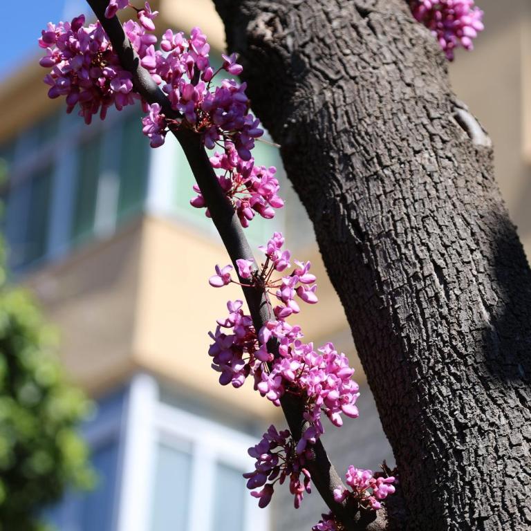 Tibidabo Apartments - Two-Bedroom Apartment with Terrace - 18