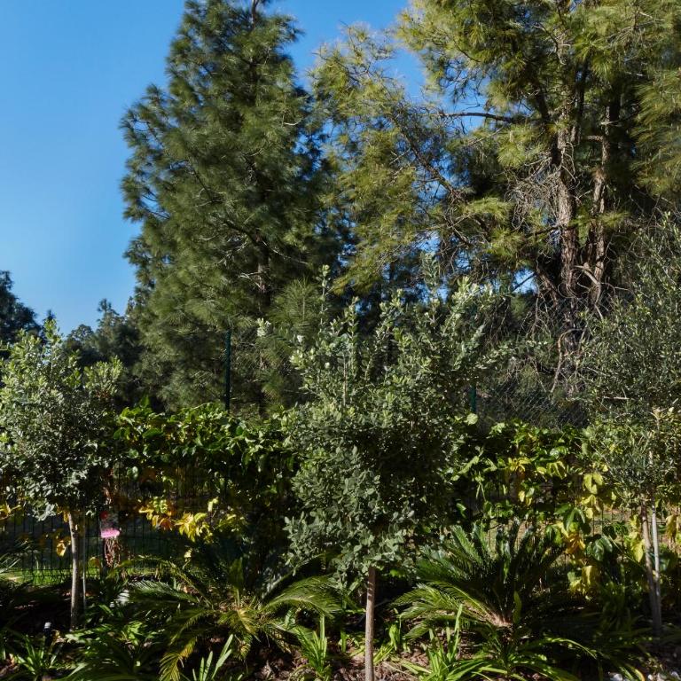 Eden by the Seaside Forest - Apartamento Suite de 3 dormitorios - 39