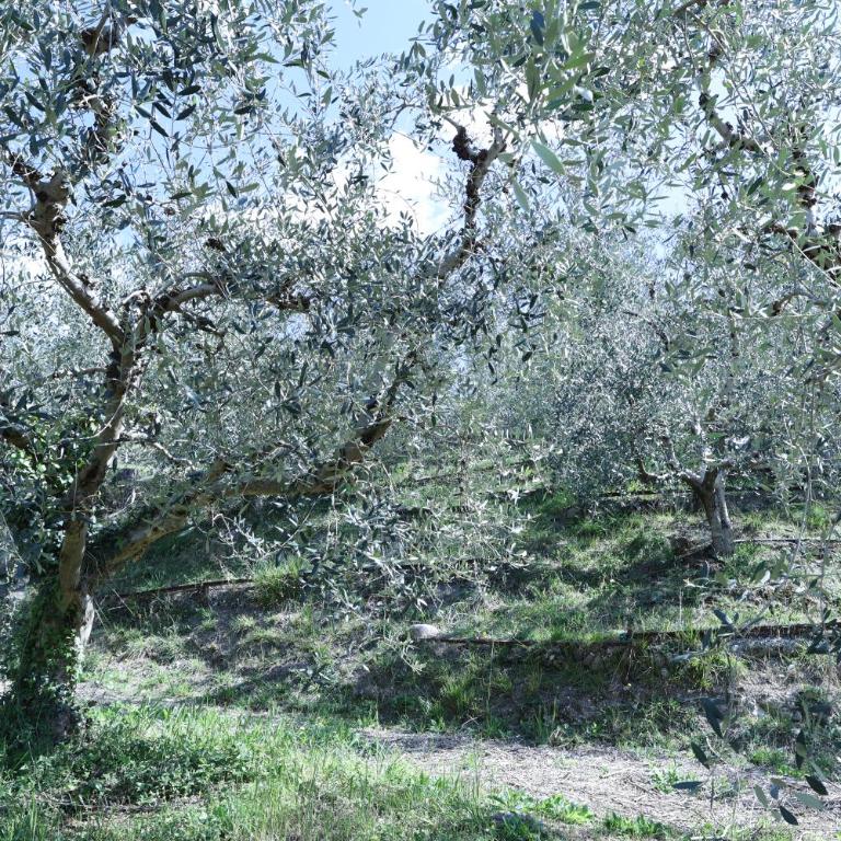 WANDERLUST OASI, COUNTRYSIDE APARTMENTS - Bardolino, Lago di Garda - Verona - Apartment with Lake View - 9