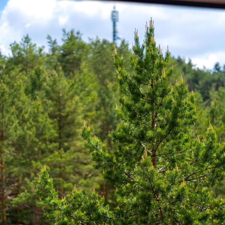 Pine Tree View Vila Pekovic Zlatibor - Apartman s 1 Spavaćom Sobom i Balkonom - 4