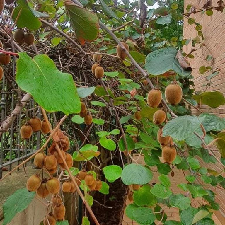 La Casa delle Ciliegie - Casa Vacanze - 53