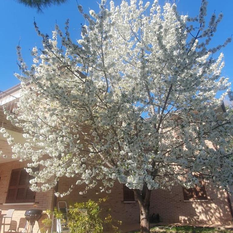 La Casa delle Ciliegie - Casa Vacanze - 5