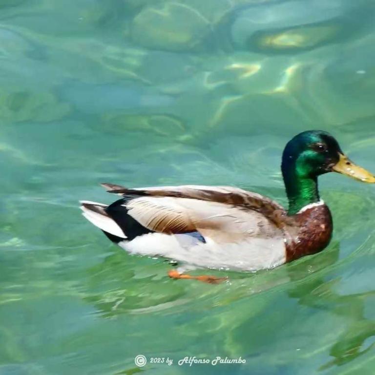 Residence San Zeno - vicino centro,lago parcheggio - Apartment - Split Level - 14