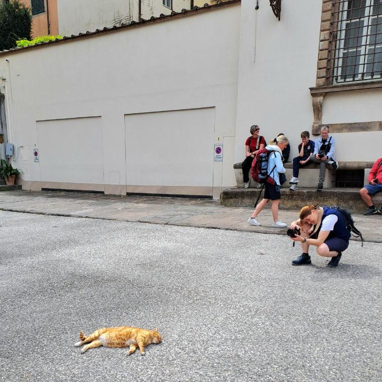 Nel cuore del centro storico di Lucca a ridosso della Cattedrale di San Martino appartamento con accesso autonomo e giardino esclusivo - Casa con 1 Camera da Letto - 14