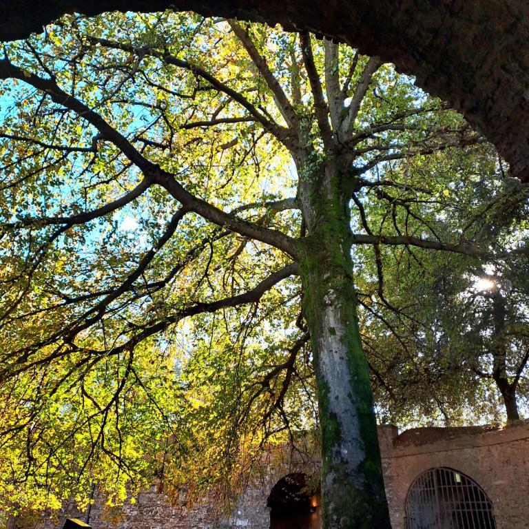 Nel cuore del centro storico di Lucca a ridosso della Cattedrale di San Martino appartamento con accesso autonomo e giardino esclusivo - Casa con 1 Camera da Letto - 22