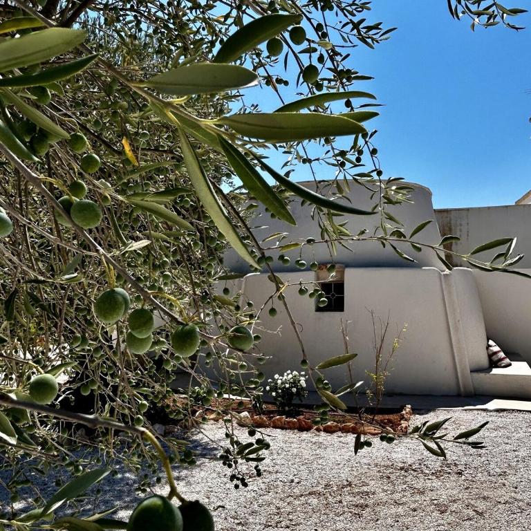 Ostuni Villa with Trullo 3 bedrooms Pool in Olive Grove near the Sea - Villa Deluxe - 31