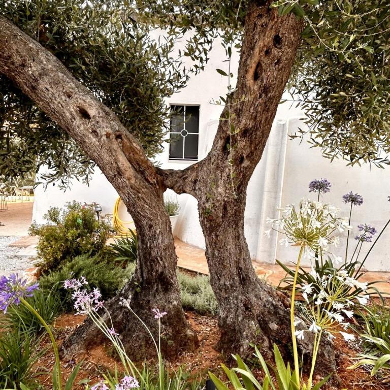Ostuni Villa with Trullo 3 bedrooms Pool in Olive Grove near the Sea - Villa Deluxe - 42