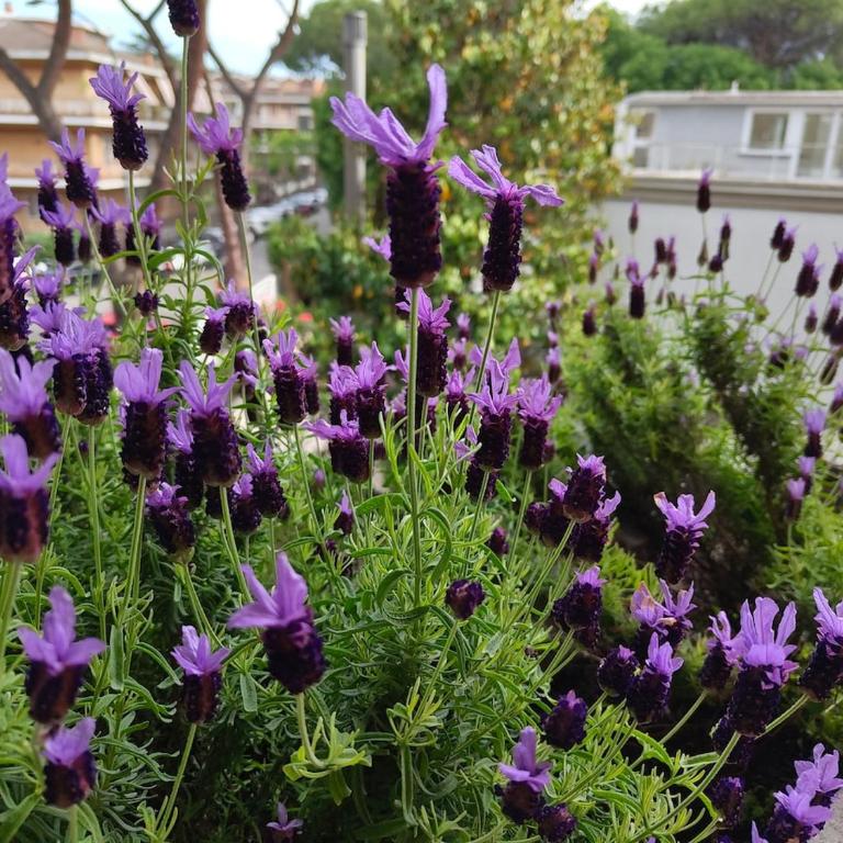 The Garden House - Appartamento con 1 Camera da Letto - 13