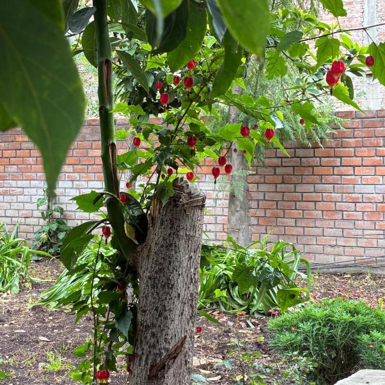 La HuertaComfortable little house and charming garden - Casa de 3 dormitorios - 18