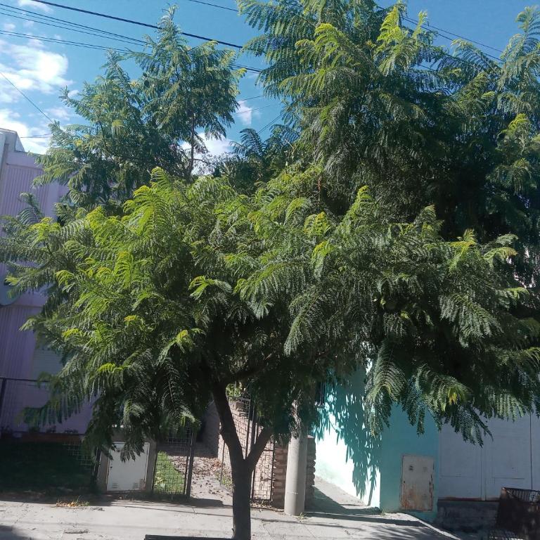 El Jacaranda - Apartamento de 1 dormitorio - 3