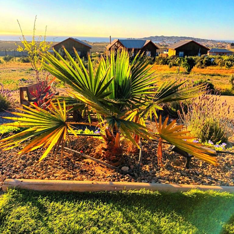 Cabaña en Parcela Vista Panorámica al Mar - One-Bedroom Apartment - 12