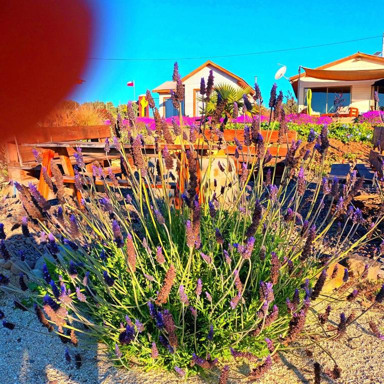 Cabaña en Parcela Vista Panorámica al Mar - One-Bedroom Apartment - 29