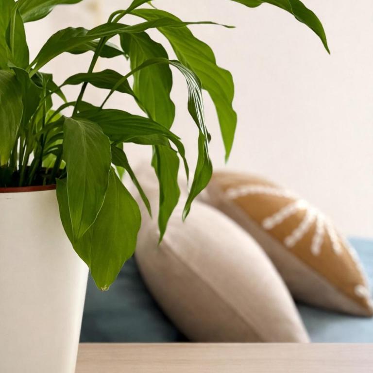 Studio calme sur les hauteurs de Gap - Appartement 1 Chambre - 7