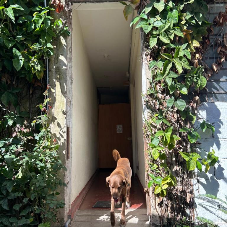 Fundó Cristina - Apartamento de 1 dormitorio - 3