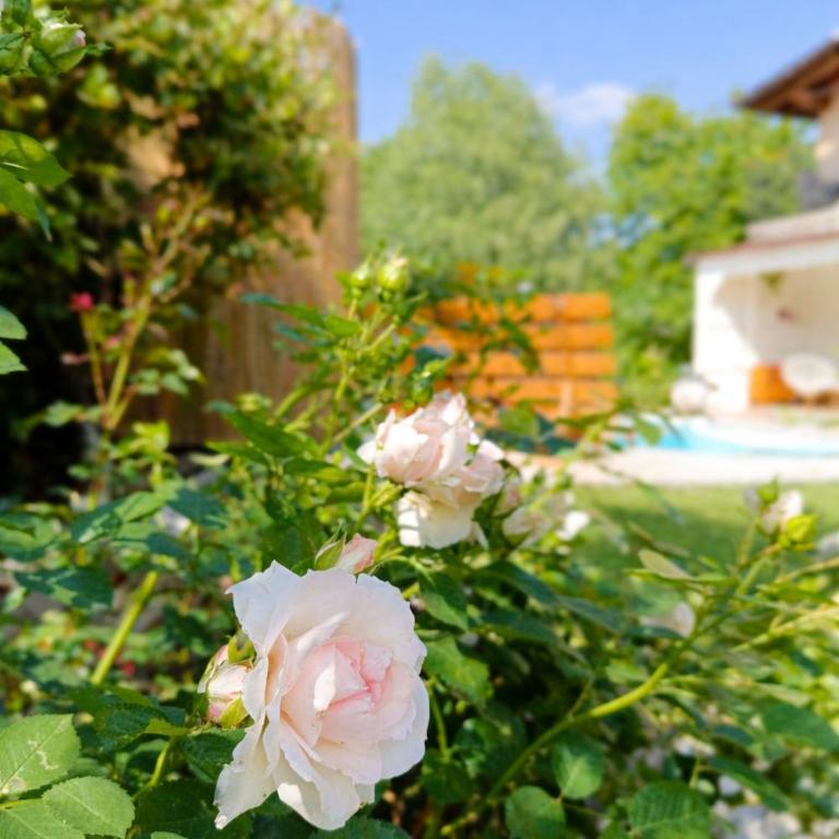 Picnic Room and Pool - Camera Matrimoniale - 7