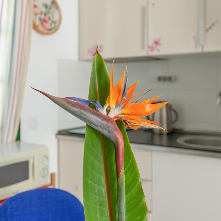 Aloe Dunas 3 - Deluxe Bungalow with Garden View - 7
