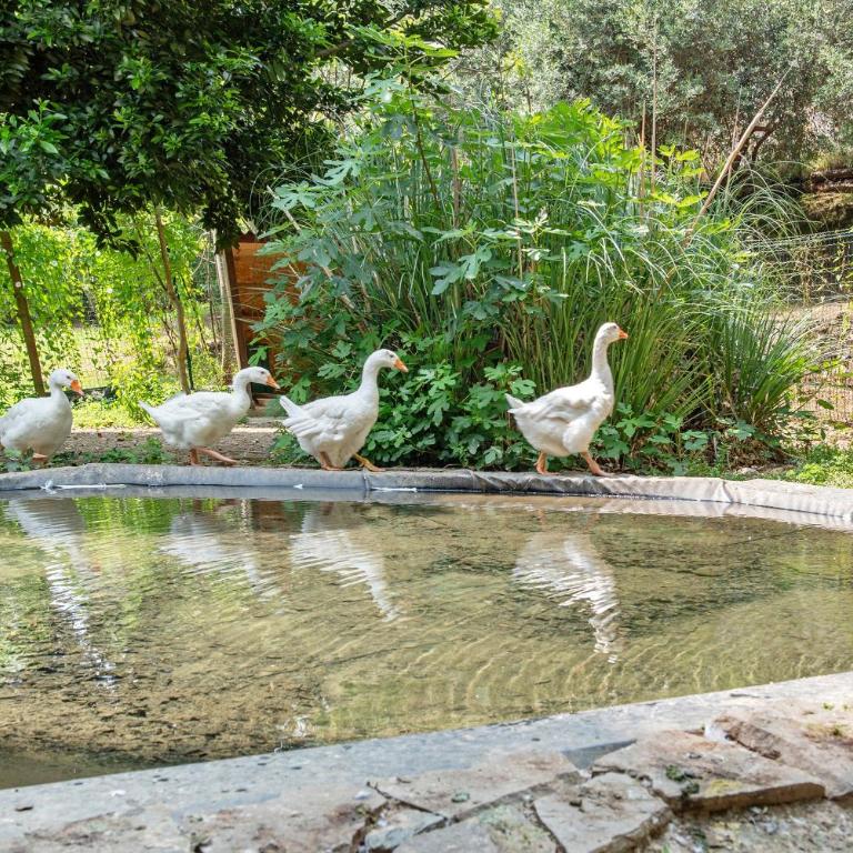 La Liguria tra gli Ulivi 2 - One-Bedroom Apartment with Garden View - 24