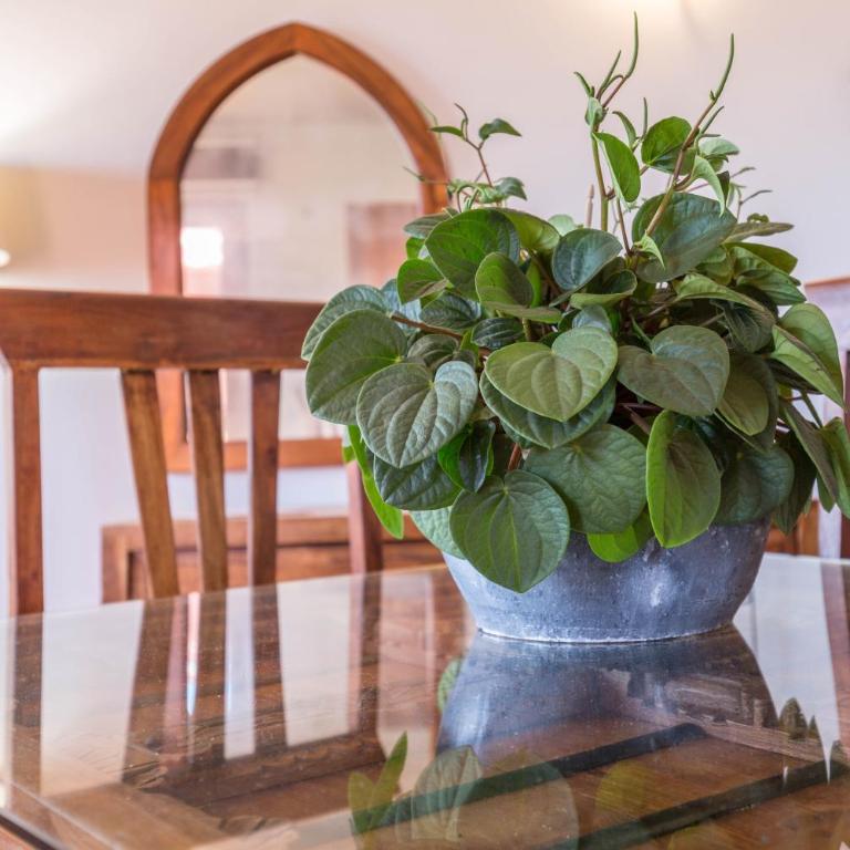 Fuerteventura Apartments Herbania - Apartamento de 1 dormitorio con vistas al jardín - 8