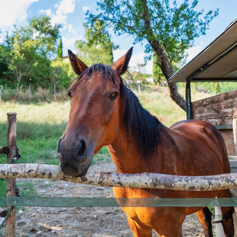 La casetta nel bosco - Appartamento con 1 Camera da Letto e con Giardino - 30