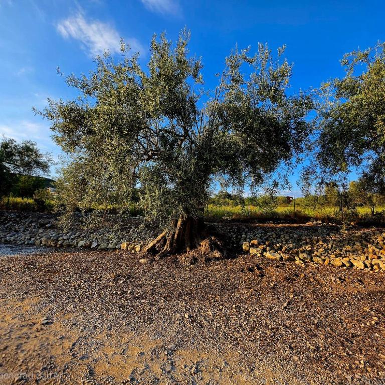 Feudo Mallav B&B Noto - Roulotte - Casa Vacanze - 31