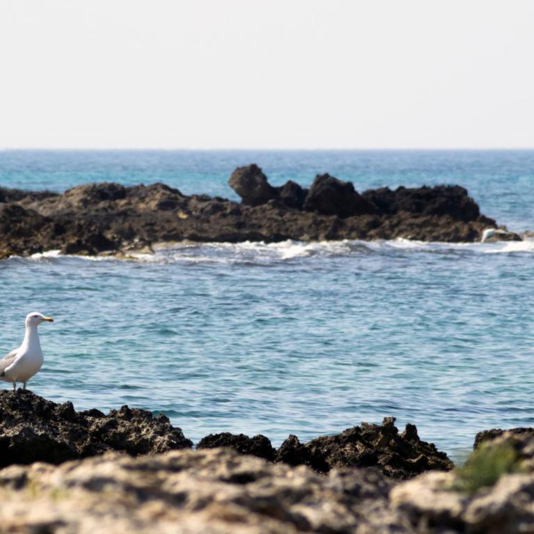Villa Aleardi Vacanze in Salento - Casa con 3 Camere da Letto - 30