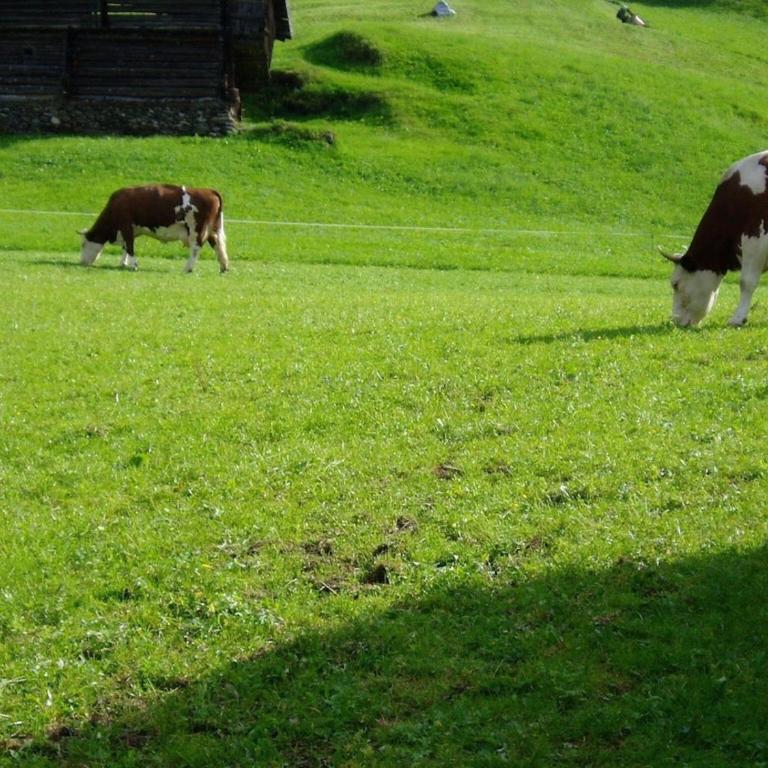 Ferienhaus Obersäuling im Sommer - Casa - 21