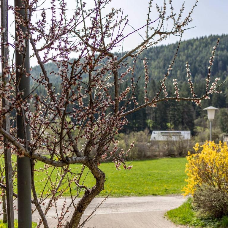 Silbernagl - Monolokal mit Ausblick - Monolocale con Terrazza - 23