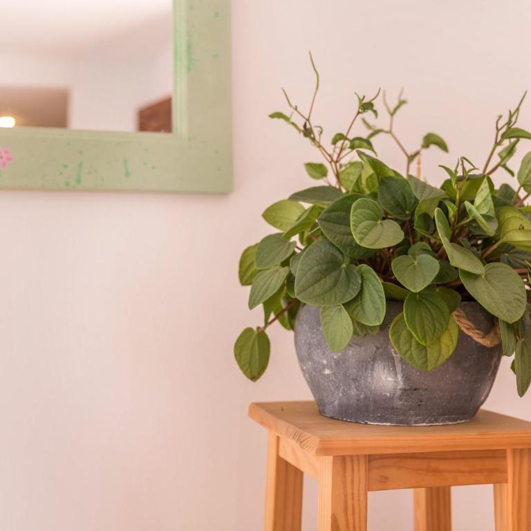 Fuerteventura Apartments Harmony - Apartamento de 1 dormitorio con vistas al jardín - 17
