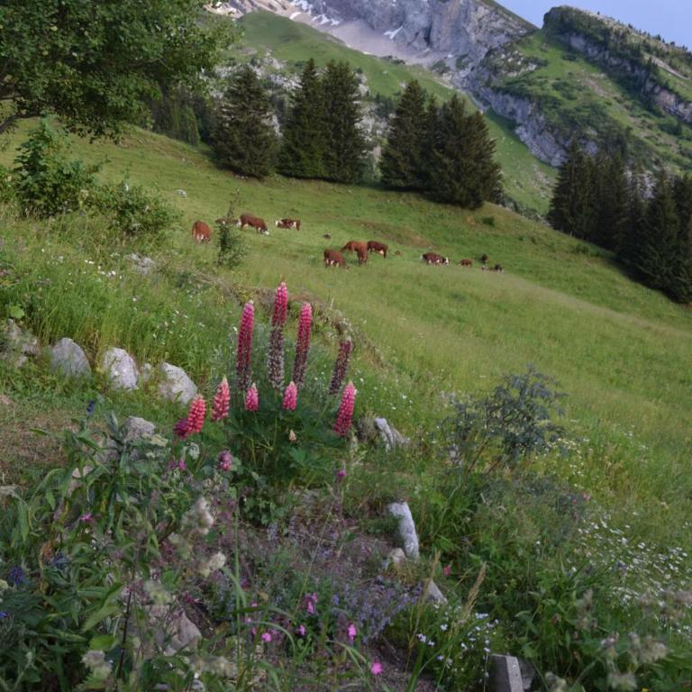Le vieux madrier - Chalet - 28