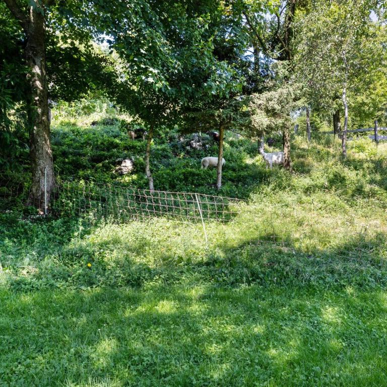 Agriturismo Malga Riondera - Appartamento con 1 Camera da Letto e Vista Giardino - 14
