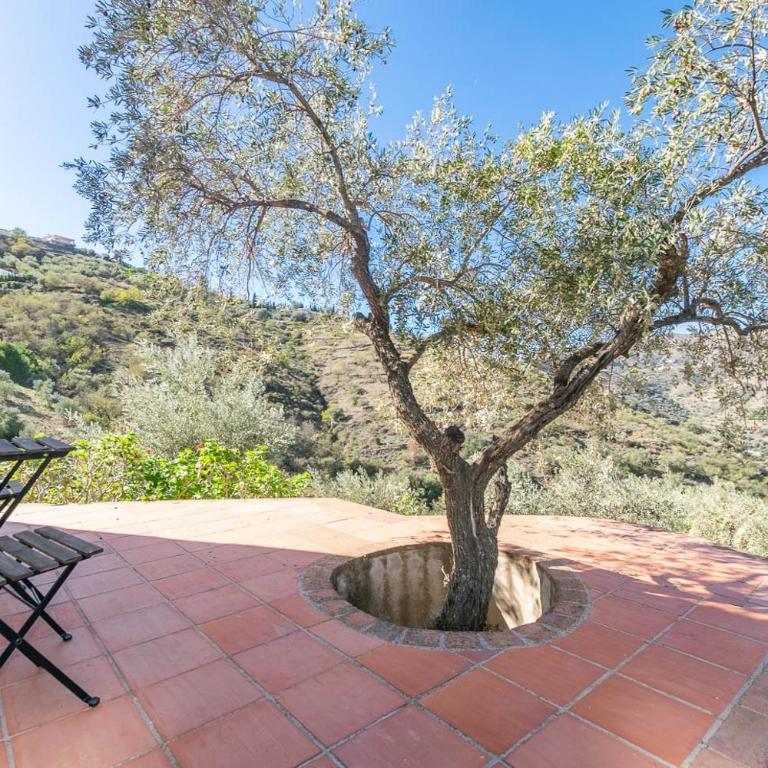 Finca Rosalia - Villa - 18