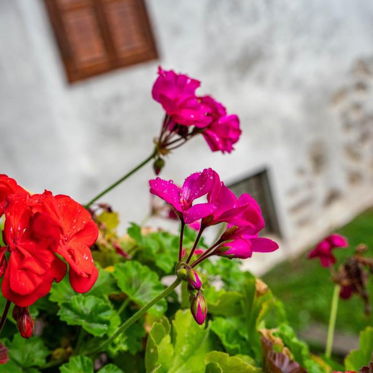 Agritur Solasna - Standard Zimmer mit Queensize-Bett - 10